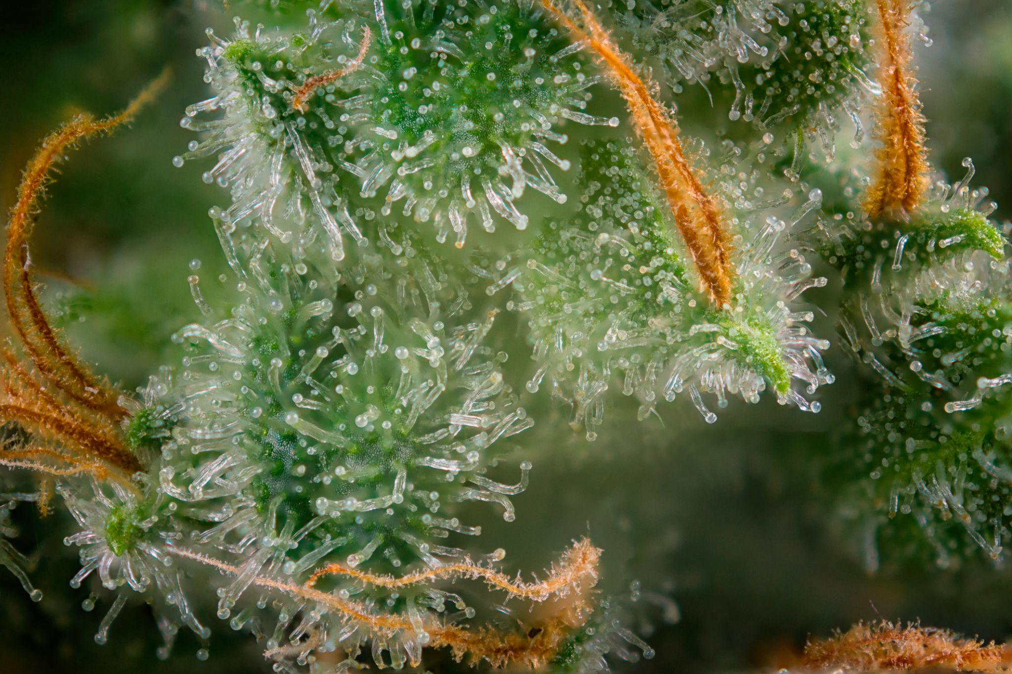 gotowe trichomy